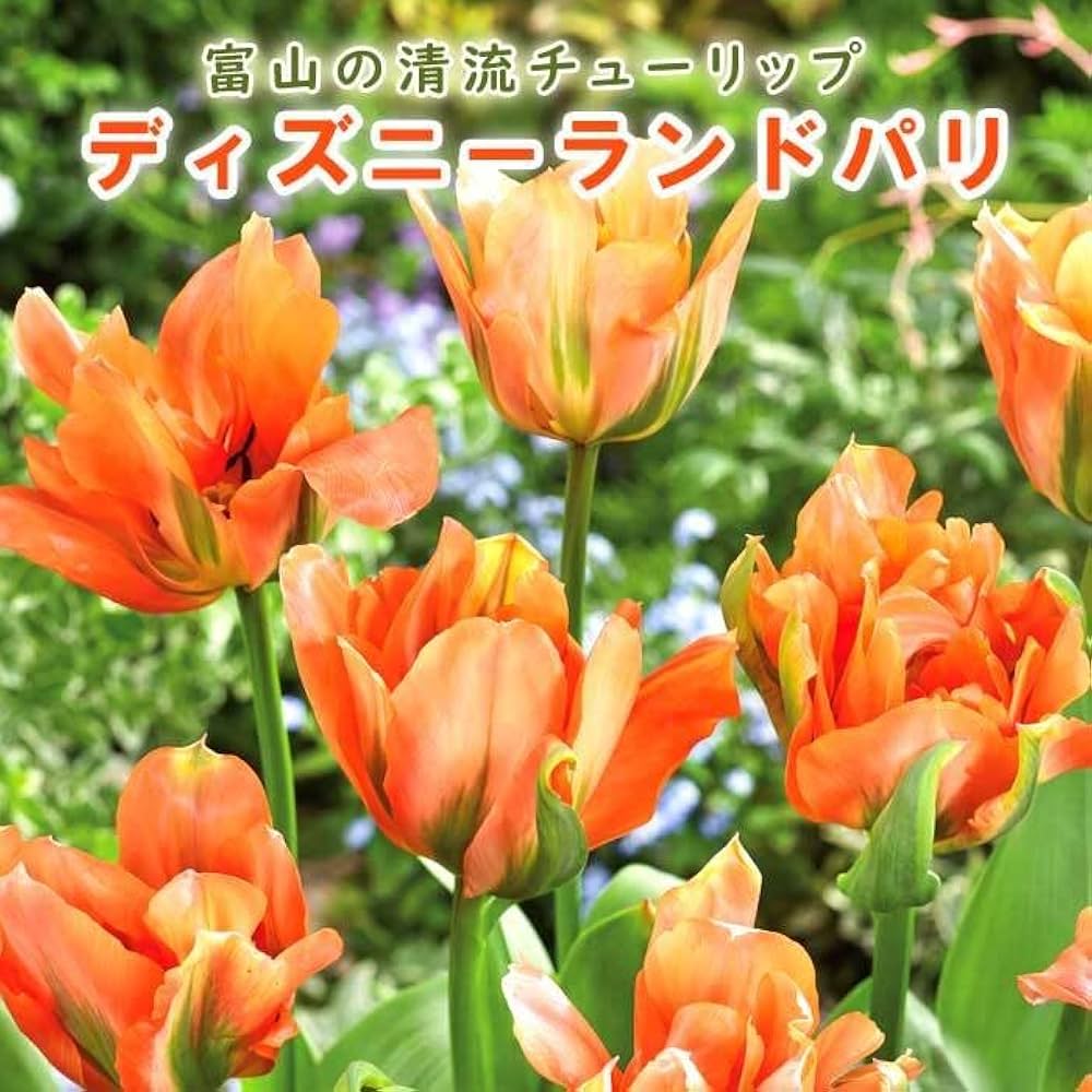 富山県産チューリップ特大球 100球入 オレンジ チューリップ・ジャイアントオレンジ サンライズ 特大球| 種・苗